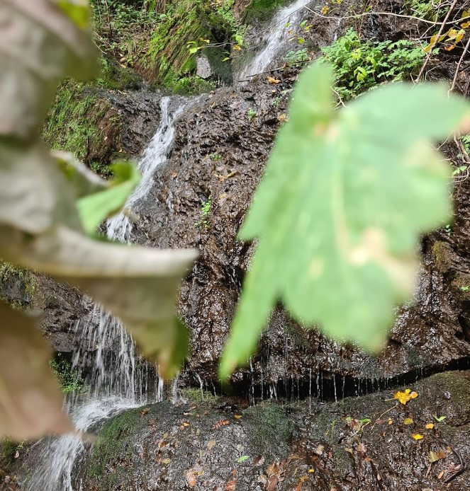 Nahaufnahme eines kleinen Wasserfalls im Wald, teilweise verdeckt durch Blätter im Vordergrund, fließend über moosige Felsen.